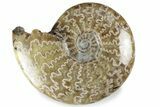 Polished Ammonite (Cleoniceras) Fossil - Madagascar #358453-1